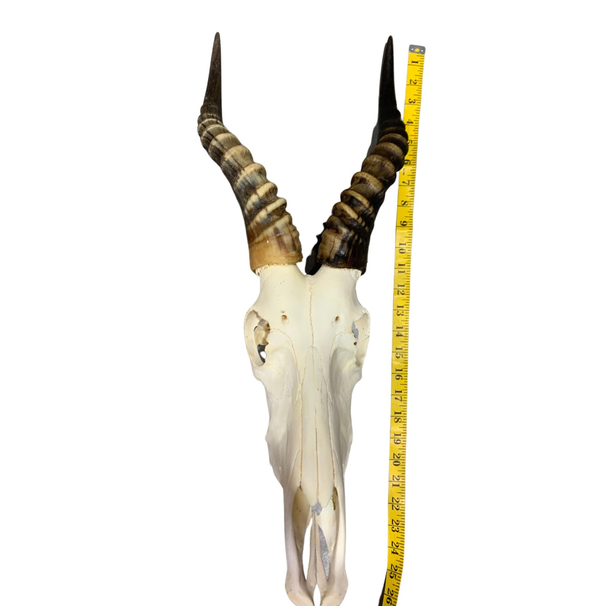 Blesbok Skull