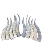 1 Blesbok Horn, Deer Horn, African Antelope Horn Average - Size Approx. 14" (Measured Straight)