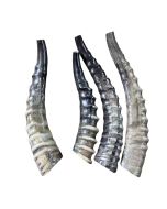 1 Polished Blesbok Shofar, African Antelope Horn Size Approx. 11" straight