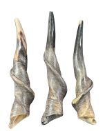 1 Polished Eland Horn Shofar, Antelope Horn, Deer Horn, Dog Chew (Sizes Vary - Nice One Can Be A 23" Long)