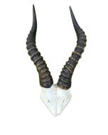 Blesbok V-Shape Skull - African Antelope Horn + V Cut Skull (Horns Are Around 16 Inches)