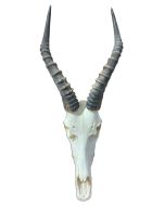 Deer Skull Real Blesbok Antelope Horns TAXIDERMY ANIMAL SKULL Blesbok Skull Average Size: 25HX10DX10W inches