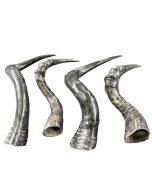 1 Polished Red Hartebeest Horn, Antelope Horn, Polished Antilope Horn, Deer Horn Average Size: 19 to 21 inches long