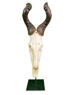 Huge Real Hartebeest Skull /Large Male Antelope Horns Skull on Metal Base
