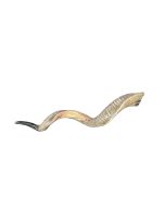 Kudu Horn Yemenite Shofar Trumpet, African Antelope Shofar Size XL (Half Polished) - X LARGE Size: Approx. 33" (Measured Straight)/ 42" measured around curls