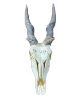 Giant Carved Eland Skull - Real African Antelope Horns and skull- African Trophy Male Eland Cranium - Huge Horns
