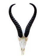 Deer Skull - Real African Antelope Horns - African Springbok Trophy Antelope Skull Approx Size: 15HX9WX5D inches