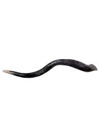 Kudu Yemenite Horn Shofar - African Kudu Horn Kosher Trumpet-  Horn Size Medium 32" (Half Polished) 