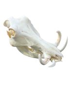 African Warthog Skull Real Wild Pig Natural Skull About 15 X 11 X8"