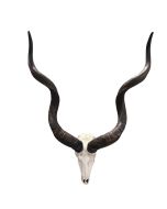 Real Kudu Skull - Real African Great Kudu Antelope Skull - Horns are 50/52" long