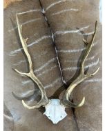 Deer Skull Real Fallow Deer Horns + SKULL Fallow Skull Approximate Size: 32HX17DX20W inches