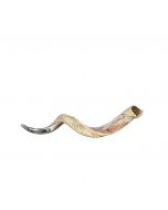 Kudu Horn Yemenite Shofar Trumpet, African Kudu Koshar Shofar Size L (Half Polished) - LARGE Size: Approx. 30" (Measured Straight)/ 40" measured around the curls