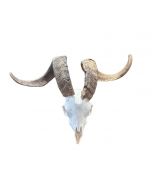 Real Ram Skull Real Angora Ram Skull - Approx Size: 16LX24WX12D inches