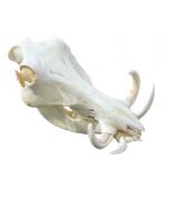 African Warthog Skull Real Wild Pig Natural Skull About 15 X 11 X8"