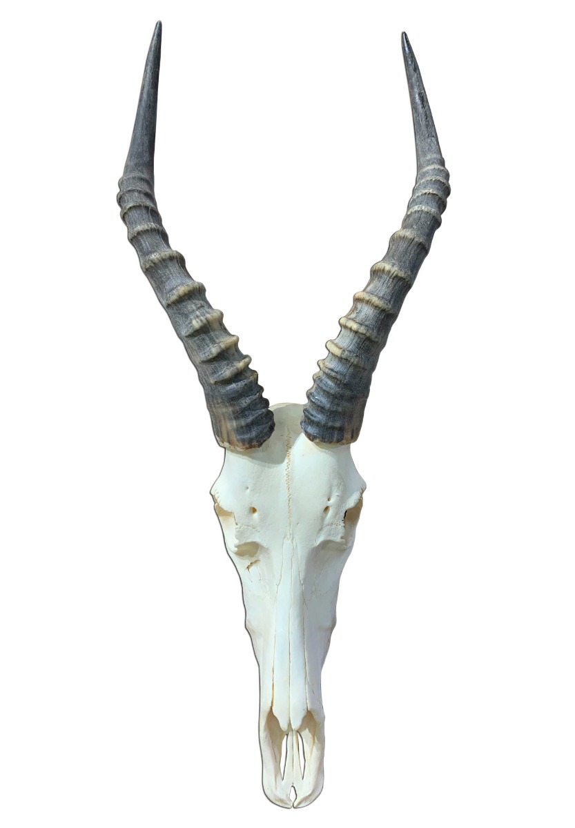 ブレスボック（Blesbok）スカルホーン Blesbok Skull