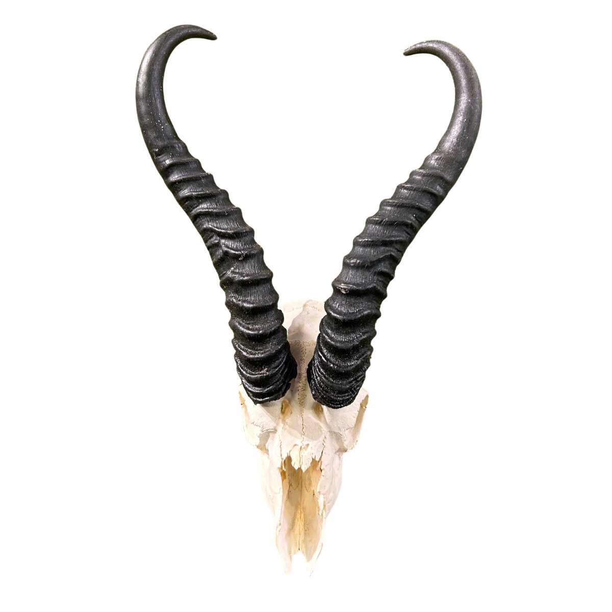 n*r様 蝦夷鹿hunting trophy（deer skull）天然 n*r様 蝦夷鹿hunting trophy（deer skull）天然 n*r様 蝦夷