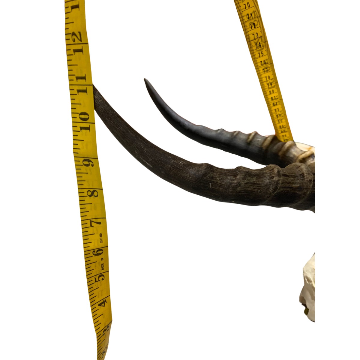 Blesbok Skull