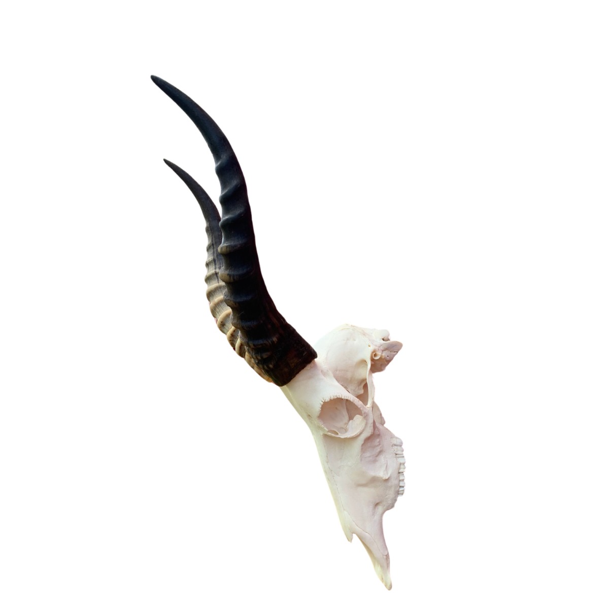 Blesbok Skull