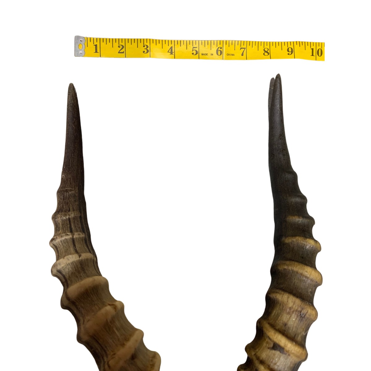 ブレスボック（Blesbok）スカルホーン Blesbok Skull