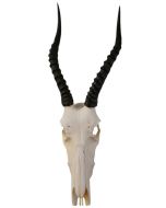 Crâne de cerf Blesbok véritable, Cornes d'antilope, Taxidermie crâne Blesbok - Taille moyenne : 25HX10DX10W po