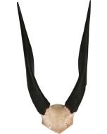 Crâne de Bushbuck, Cornes d'antilope, Taxidermie crâne de Bushbuck Africain