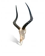 TROPHÉE AFRICAIN Impala PLEIN CRÂNE, Cornes d'Impala, Taxidermie crâne Impala Africain