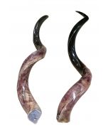 Polished Kudu Horn